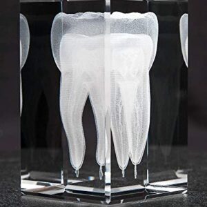 Anatomy Crystal (Tooth, 1 Pound)