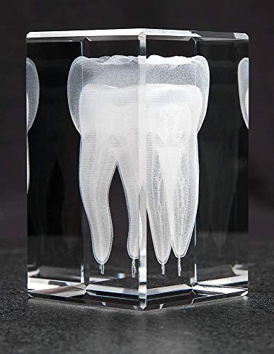 Anatomy Crystal (Tooth, 1 Pound)