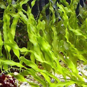 generic, live caulerpa prolifera macro algae saltwater reef marine refugium