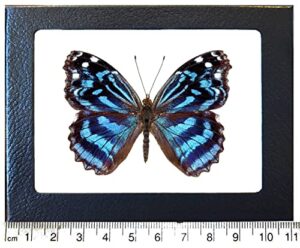 bicbugs myscelia ethusa blue purple butterfly costa rica framed