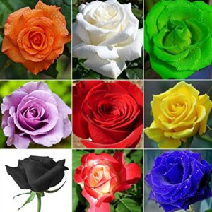 100+ Mixed Multicolored Rose Flower Seeds Perennial Flowers Rare Plants Garden Bonsai