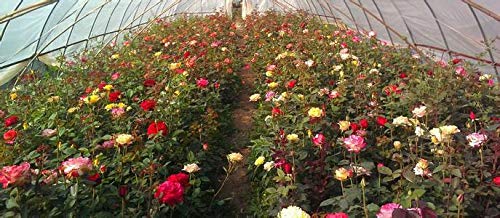 100+ Mixed Multicolored Rose Flower Seeds Perennial Flowers Rare Plants Garden Bonsai