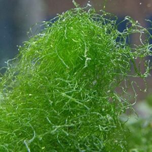 Generic Live Chaeto Chaetomorpha Macro Algae Reef Refugium Saltwater Plant Marine