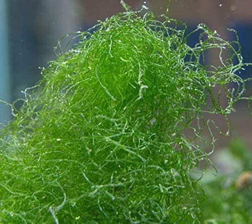 Generic Live Chaeto Chaetomorpha Macro Algae Reef Refugium Saltwater Plant Marine