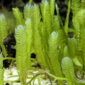 Live Caulerpa Mexicana Macro Algae Reef Refugium Saltwater Plant Marine