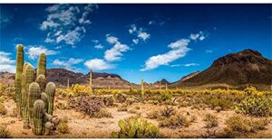 awert 36x18 inches reptile habitat background blue sky oasis cactus desert terrarium background durable polyester background
