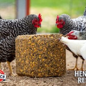 Kalmbach Feeds Henhouse Reserve Supplement Treat Block for Chickens, 20 lb