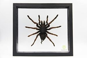 real giant bird eating tarantula eurypeima spincrus spider taxidermy transparent boxed display (glass background black frame)