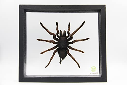 Real Giant Bird Eating Tarantula EURYPEIMA SPINCRUS Spider Taxidermy Transparent Boxed Display (Glass Background Black Frame)