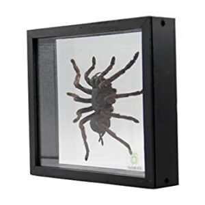 Real Giant Bird Eating Tarantula EURYPEIMA SPINCRUS Spider Taxidermy Transparent Boxed Display (Glass Background Black Frame)