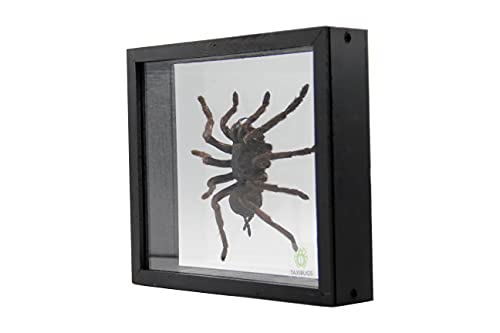 Real Giant Bird Eating Tarantula EURYPEIMA SPINCRUS Spider Taxidermy Transparent Boxed Display (Glass Background Black Frame)