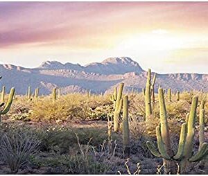 AWERT Reptile Habitat Background Blue Sky Oasis Mountain Cactus Sun and Desert Terrarium Background 36x18 inches