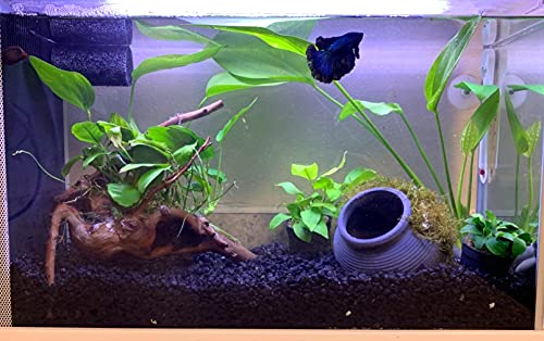 Mairuker Ceramic Jar Aquarium Decoration Fish Shrimp Breeding Cave Fish Tank Ornaments for Betta Fish Amano Shrimp Cichlid to Play,Hide and Rest