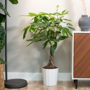 Costa Farms Money Tree Live Indoor Plant, Live Easy Care Houseplant Potted in Modern Decor Planter, Bonsai Potting Soil, Graduation, Birthday, Housewarming, Office and Home Decor, 3-4 Feet Tall