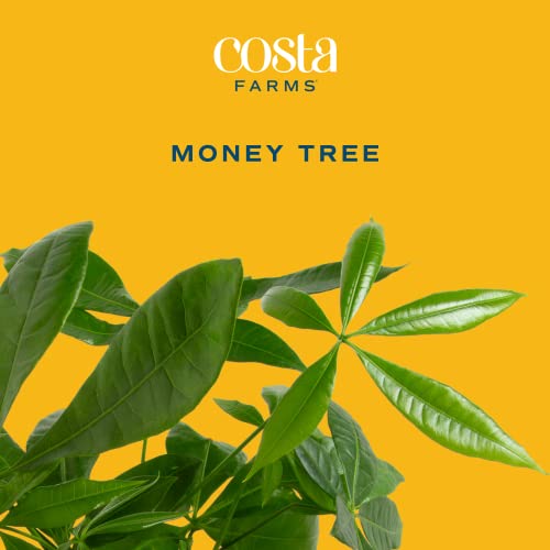 Costa Farms Money Tree Live Indoor Plant, Live Easy Care Houseplant Potted in Modern Decor Planter, Bonsai Potting Soil, Graduation, Birthday, Housewarming, Office and Home Decor, 3-4 Feet Tall