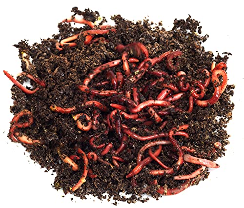 1000+ Red Wigglers Composting Worms Perfect for Worm Composting with Guaranteed Live Delivery Approximately 1 Pound Live Red Wiggler Worms Fast Delivery!