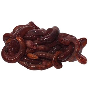 1000+ Red Wigglers Composting Worms Perfect for Worm Composting with Guaranteed Live Delivery Approximately 1 Pound Live Red Wiggler Worms Fast Delivery!