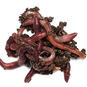 1000+ Red Wigglers Composting Worms Perfect for Worm Composting with Guaranteed Live Delivery Approximately 1 Pound Live Red Wiggler Worms Fast Delivery!