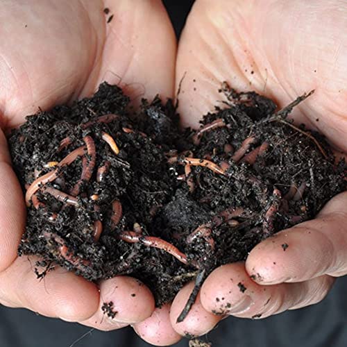 1000+ Red Wigglers Composting Worms Perfect for Worm Composting with Guaranteed Live Delivery Approximately 1 Pound Live Red Wiggler Worms Fast Delivery!