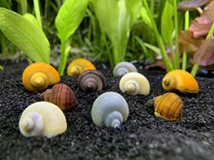 shore aquatic llc mystery snail 10 pack (pomacea bridgesii) mix colored pack with java moss - live freshwater snails insulated priority mail