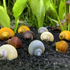 Shore Aquatic LLC Mystery Snail 10 Pack (Pomacea Bridgesii) Mix Colored Pack with Java Moss - Live Freshwater Snails Insulated Priority Mail