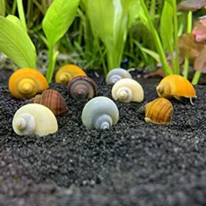 Shore Aquatic LLC Mystery Snail 10 Pack (Pomacea Bridgesii) Mix Colored Pack with Java Moss - Live Freshwater Snails Insulated Priority Mail