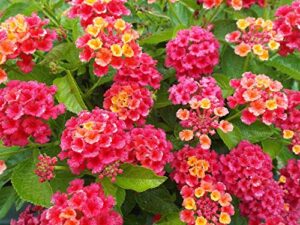 greencreator 50 lantana flower seeds for planting great for hummingbirds and butterflies