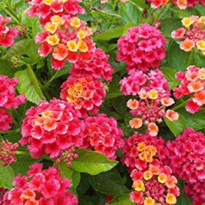 GreenCreator 50 Lantana Flower Seeds for Planting Great for Hummingbirds and Butterflies