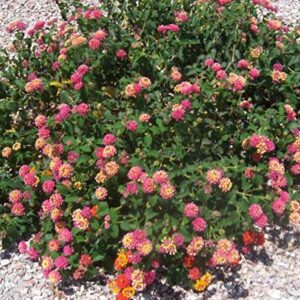 GreenCreator 50 Lantana Flower Seeds for Planting Great for Hummingbirds and Butterflies