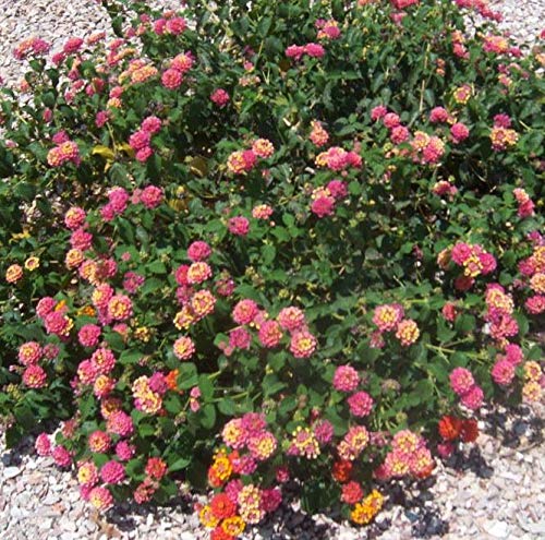 GreenCreator 50 Lantana Flower Seeds for Planting Great for Hummingbirds and Butterflies