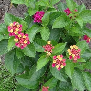 GreenCreator 50 Lantana Flower Seeds for Planting Great for Hummingbirds and Butterflies