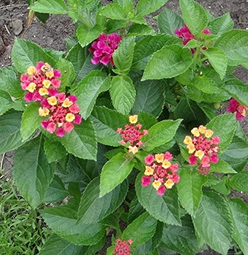 GreenCreator 50 Lantana Flower Seeds for Planting Great for Hummingbirds and Butterflies