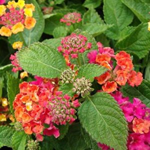 GreenCreator 50 Lantana Flower Seeds for Planting Great for Hummingbirds and Butterflies