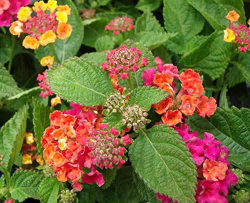 GreenCreator 50 Lantana Flower Seeds for Planting Great for Hummingbirds and Butterflies