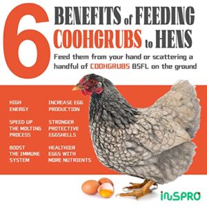 coohgrubs Premium Quality Dried Black Soldier Fly Larvae, Natural Nutritious Grubs for Chickens, High Protein and Calcium Rich Treats for Laying Hens, Ducks, Geese, Turkeys, Quails and More