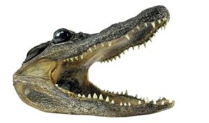 pen kit mall - taxidermy american alligator head (6-7 inch) authentic florida wildlife real animal reptile skull