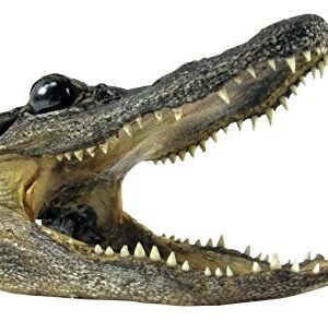 Pen Kit Mall - Taxidermy American Alligator Head (6-7 Inch) Authentic Florida Wildlife Real Animal Reptile Skull