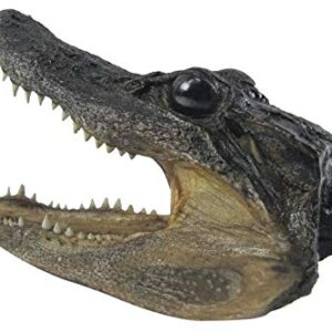 Pen Kit Mall - Taxidermy American Alligator Head (6-7 Inch) Authentic Florida Wildlife Real Animal Reptile Skull