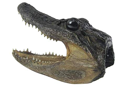 Pen Kit Mall - Taxidermy American Alligator Head (6-7 Inch) Authentic Florida Wildlife Real Animal Reptile Skull