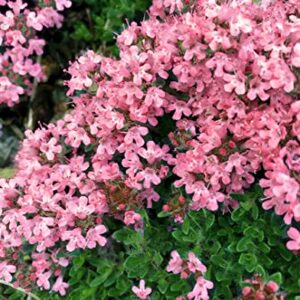 1000 Creeping Thyme Seeds - Thymus Serpyllum- Perennial Ground Cover