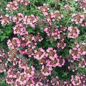 1000 Creeping Thyme Seeds - Thymus Serpyllum- Perennial Ground Cover