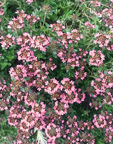 1000 Creeping Thyme Seeds - Thymus Serpyllum- Perennial Ground Cover