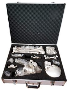 axis scientific disarticulated skeleton storage case included, skeleton model sold separately