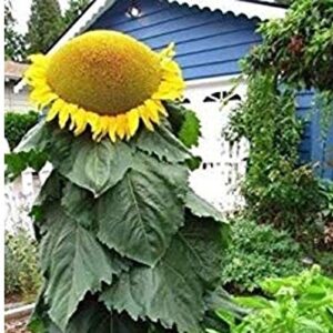 biggest sunflower in the world 20 seeds to grow mongolian sunflower seeds huge 18 inch flowers