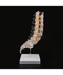ultrassist human lumbar spine model with sacrum, spinal nerves and herniation disc, includes base for display, life size spine model for medical education