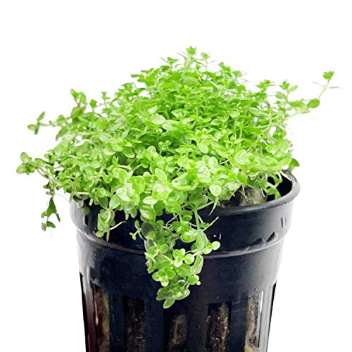 Planterest - Dwarf Baby Tears Hemianthus Callitrichoides 'Cuba' Potted Live Aquarium Plant Tropical Freshwater Decorations BUY2GET1FREE