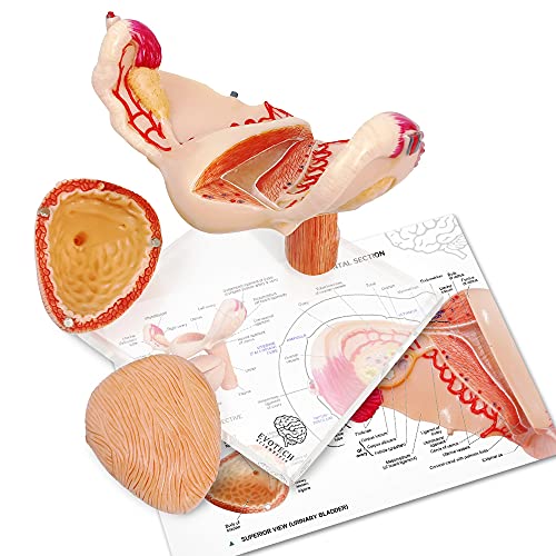 Human Uterus Ovary Urinary Bladder Model On Plexiglass Base, Female Reproductive Organ Model, Female Genital Organ, Shows Uterus, Ovary, Vagina, Uterine Medical Teaching Anatomical Gynecology