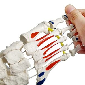 Foot Skeleton Model On Elastic, W/Tibia-Fibula Stump Strung Elastic Bungee Muscle Insertions & Origins, Natural Cast for Accurate Representation Study Kinematics Podiatrist Orthotisit Physiotherapist