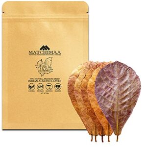 matchimaa premium indian almond leaves. aquarium decorations size 4-6 in pack 50g(25-35 leaves). catappa leaves rich tannin. superb to be health better, succesful breeding of betta & hermit crabs