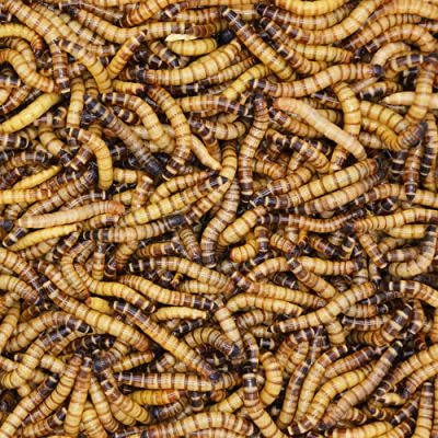 BASSETT'S CRICKET RANCH 300ct Live Large Superworms